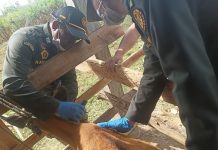 Disnakkeswan Konsel dan Barantin Ambil Sampel Darah Ternak di Wolasi, Cegah TBC Hewan